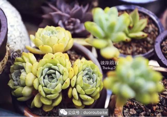 肉肉养在露台夏季要遮阳吗,露养夏天也不遮阳吗