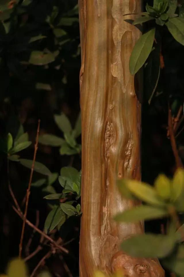 紫薇又叫痒痒树,千年红皮紫薇树