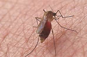 蚊虫咬了有什么办法,蚊虫咬了特别痒怎么办