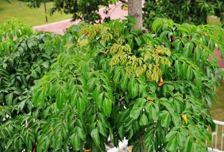 绿宝室内养殖叶子慢慢发黄,绿宝在北方的养殖方法