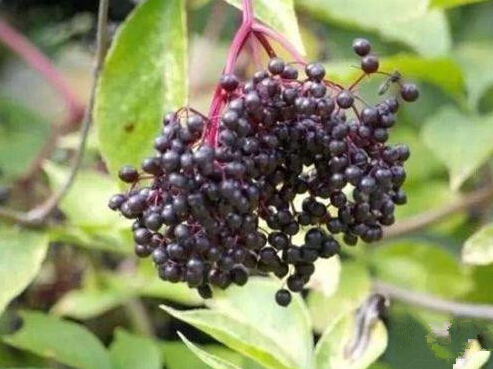 这几种食物不能贪吃，吃多了可能致命