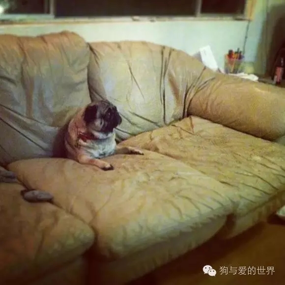 狗狗蠢萌和酷炫,狗狗蠢萌瞬间