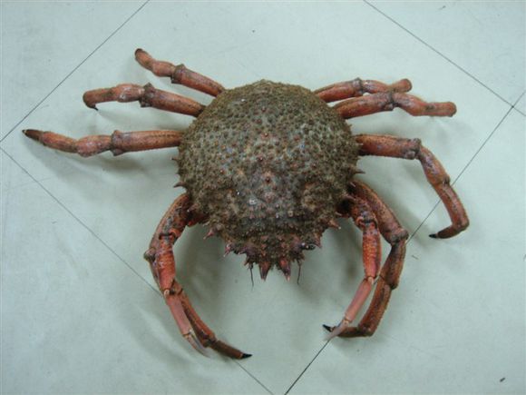 我是远洋渔民，爱钓鱼，更爱周游世界