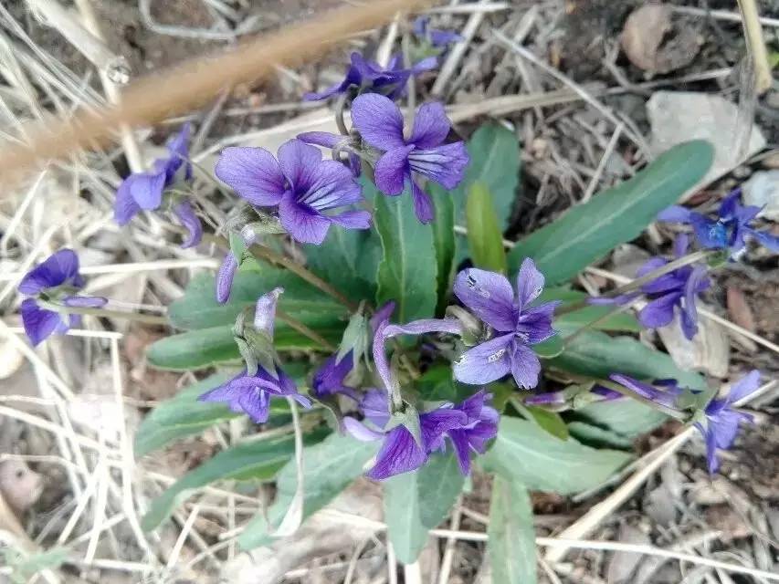可以入药的紫色的花,看看有什么植物是做药材的
