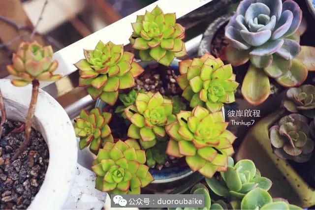 肉肉养在露台夏季要遮阳吗,露养夏天也不遮阳吗