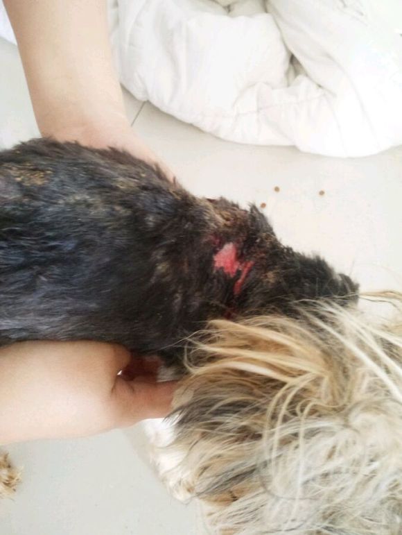 重庆捡到约克夏狗狗,捡破烂的爷爷捡到了一只约克夏