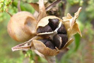 牵牛花的种子入药有什么效果,牵牛花的药物作用