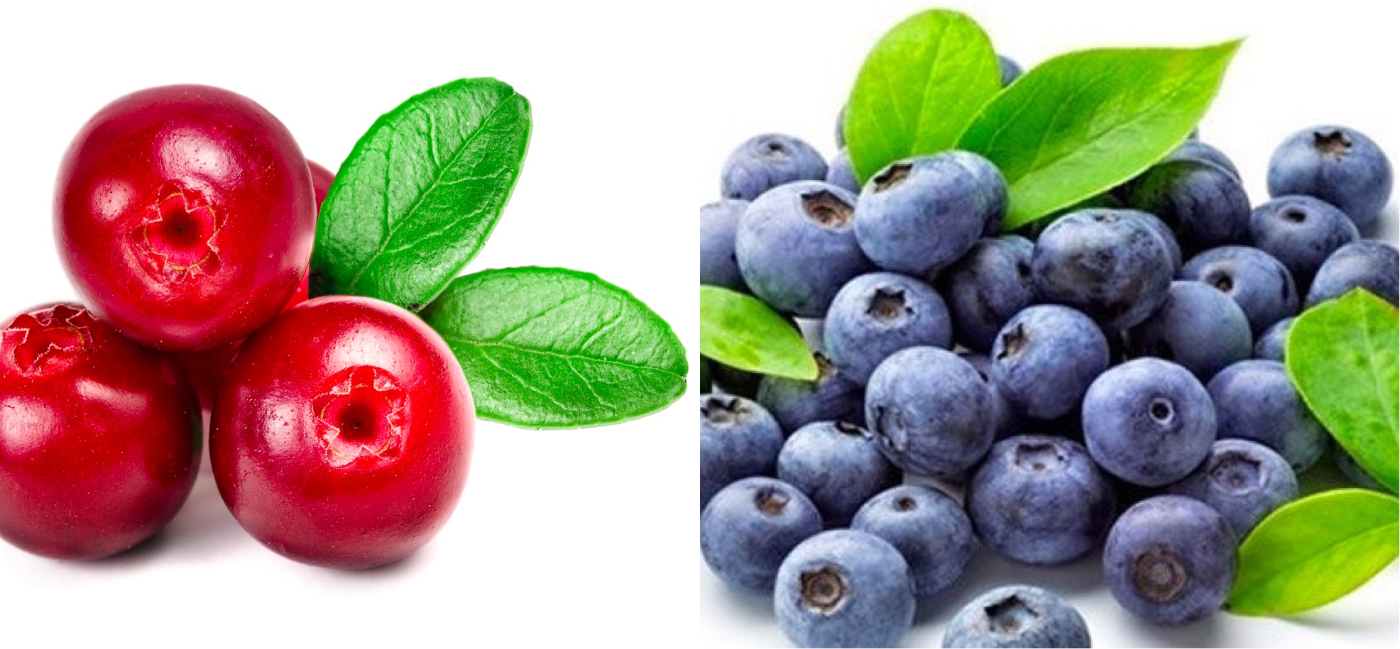 蔓越莓野史,传说中的蔓越莓