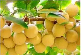 南昌名吃特产小吃,南昌特产有哪些好吃