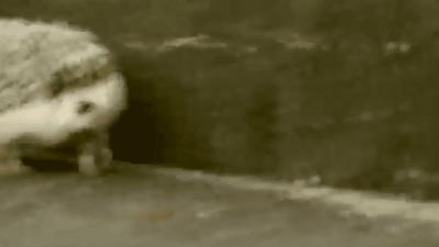 这销魂的表情，一看就不是什么正经刺猬！