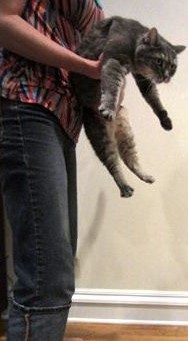 宠物噎住怎么挽救,如何正确处理宠物突发意外