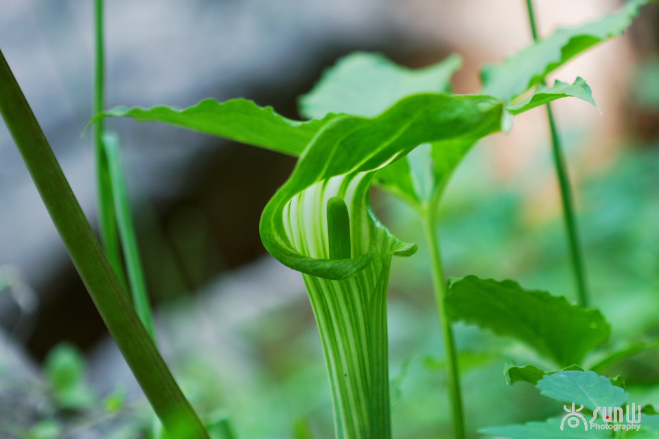 以毒攻毒中医可靠吗,以毒攻毒的药材