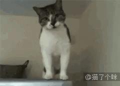 喵星人爆笑合集萌宠,爆笑萌宠大合集关于猫