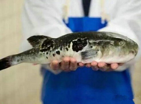 这几种食物不能贪吃，吃多了可能致命