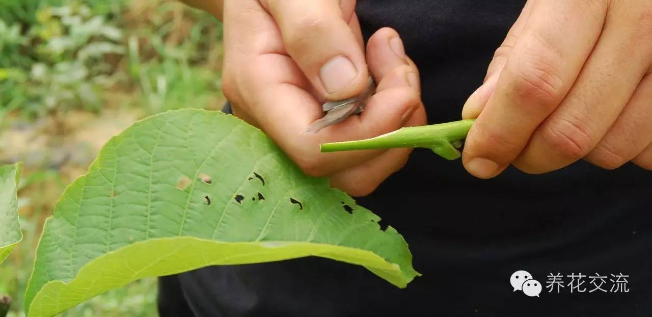 学会这两种嫁接方法，我变成了一个“高技”的花友！