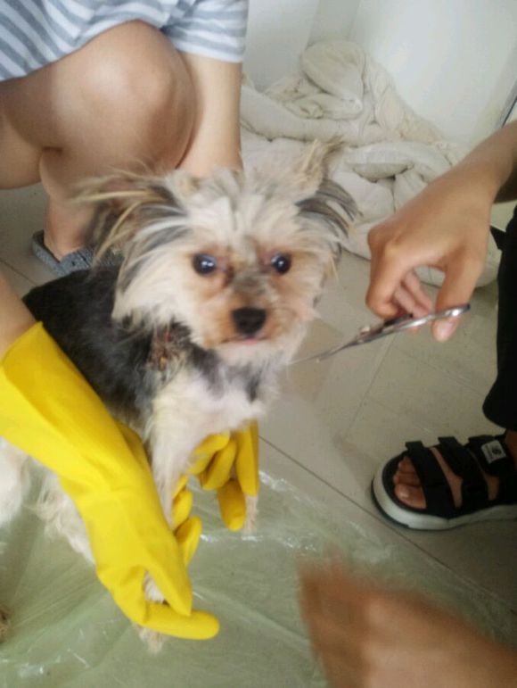 重庆捡到约克夏狗狗,捡破烂的爷爷捡到了一只约克夏