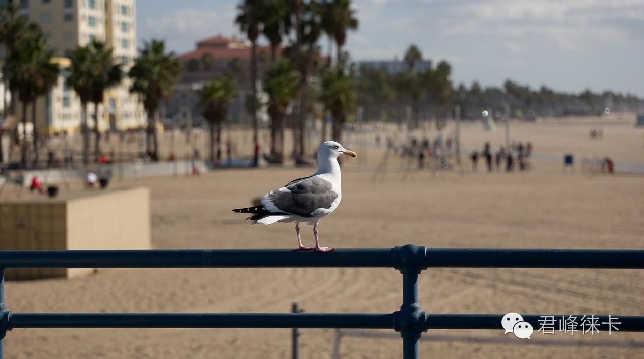 徕卡sl推荐,内外兼修图片
