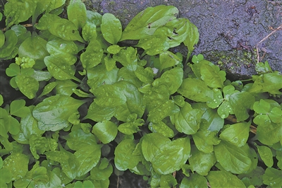 走进春天的田野听一听野菜的故事