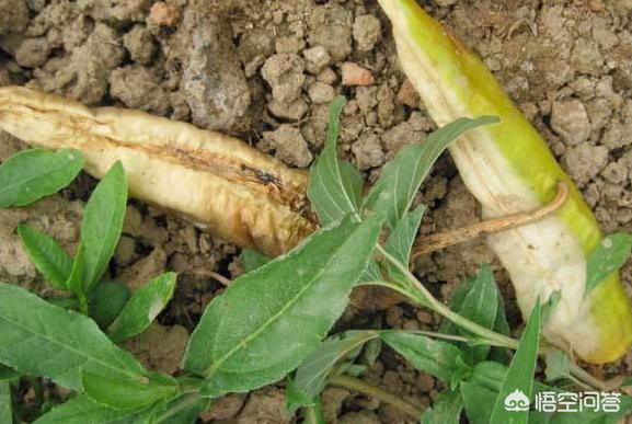 辣椒烂秧要重视，注意到这些问题，就能解决