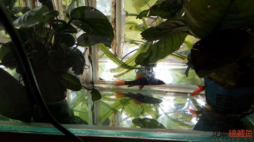 子母生态缸丨庭院深，深，深几许？