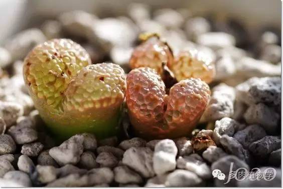 多肉已中毒视频,多肉中毒