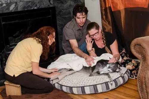 宠物离世如何面对家人,失去宠物怎么走出悲伤要多长时间