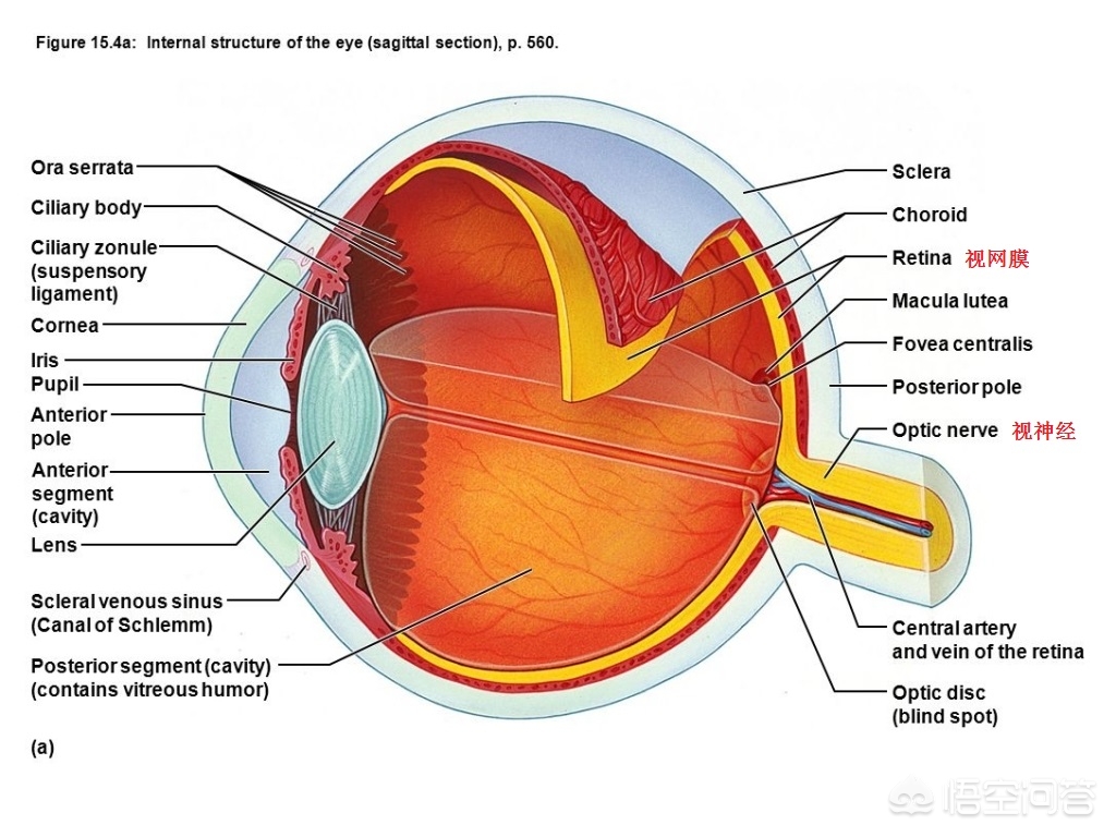 先天性视网膜母细胞瘤可以治疗吗,1岁多宝宝得了视网膜母细胞瘤