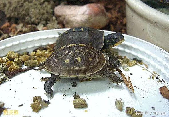 养龟小技巧食物篇,养龟降低风险最好的方法