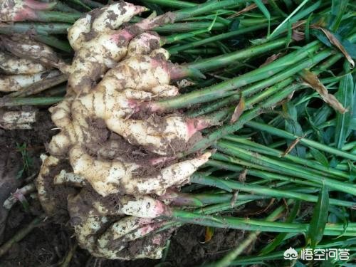 生姜种植技术怎么施肥视频,生姜种植技术和施肥方法视频