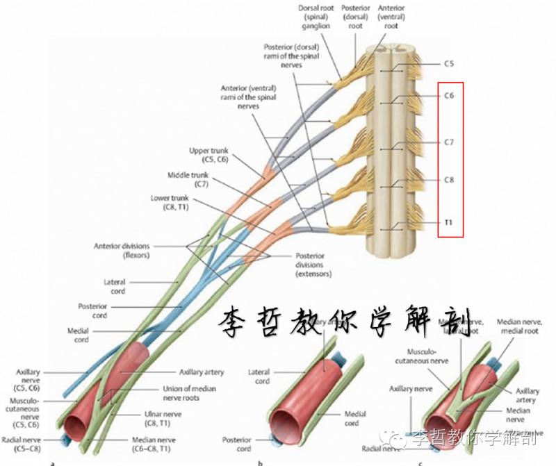 右正中神经在哪里,正中神经手部分支