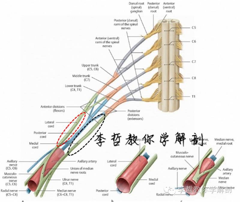 正中神经支配区域,一条神经属于器官吗
