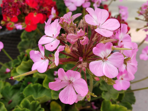 三星c5最详细的参数,三星c500评测