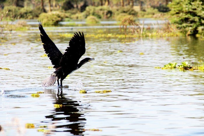 肯尼亚5天难忘的野生动物园,肯尼亚野生动物之旅