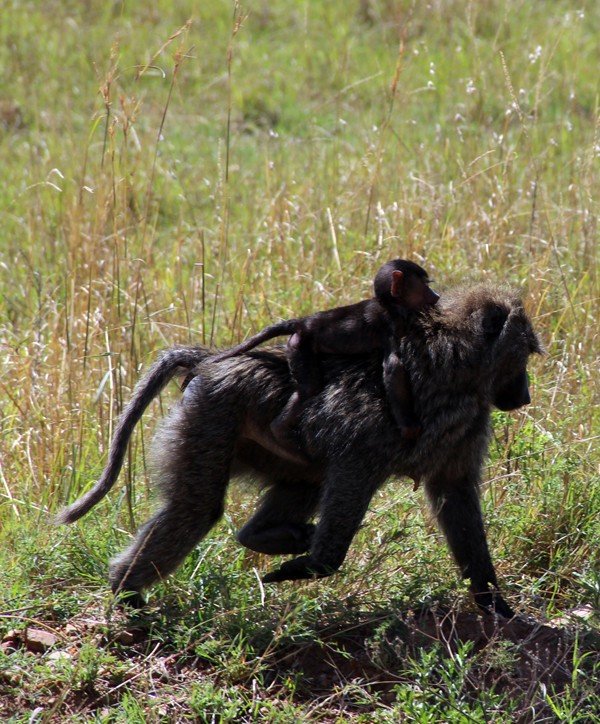 12天肯尼亚动物大迁徙自驾之旅,肯尼亚动物旅行