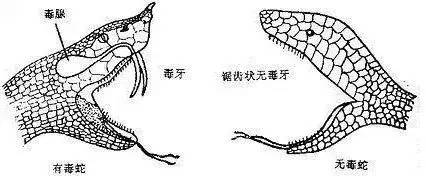 蛇出没这份防蛇指南请收好,夏末毒蛇常出没教你几招防蛇术