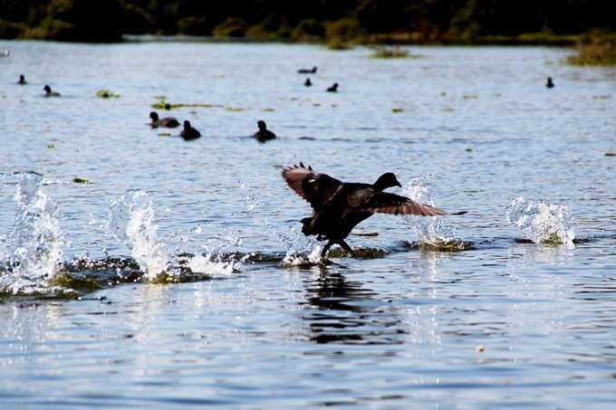 12天肯尼亚动物大迁徙自驾之旅,肯尼亚动物旅行