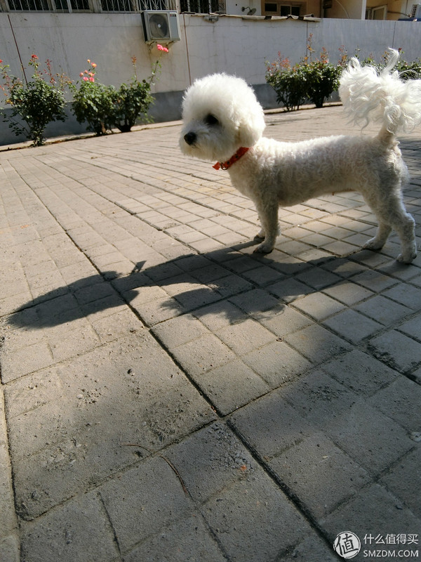 卡西欧tr600自拍镜,卡西欧tr600拍照效果图