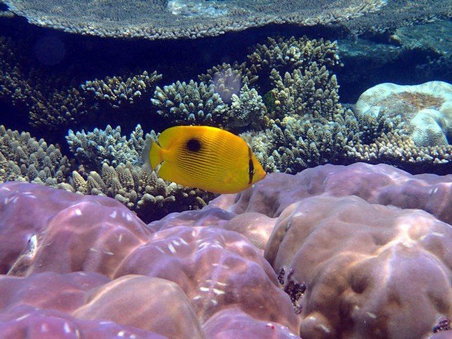 马尔代夫莉莉岛怎么玩,马尔代夫莉莉岛出海项目