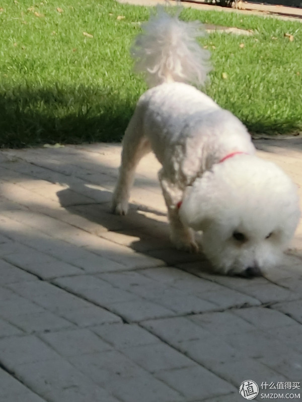 卡西欧自拍神器tr600什么时候上市,卡西欧自拍神器tr600怎么显示时间