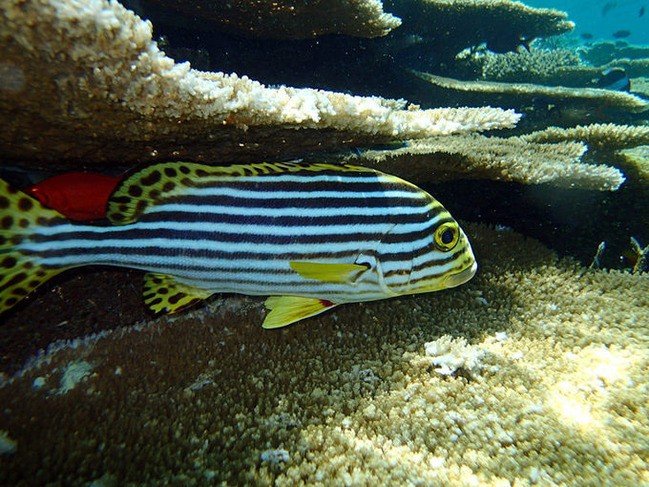 马尔代夫莉莉岛适合几月份去,马尔代夫莉莉岛旅游攻略