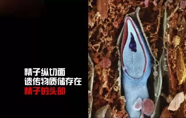 造人计划之前需要做的事,造人计划必须做的事