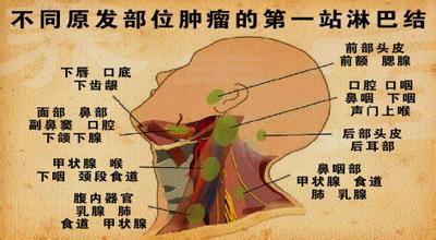头颈部肿块,头颈部有肿块位置图