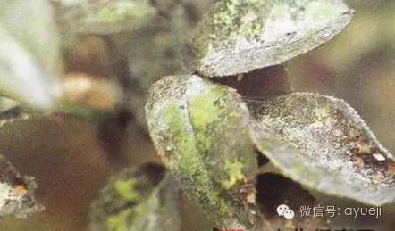 怎样防治月季虫害和病害,月季病害及防治药品清单