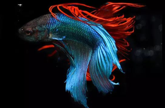 鱼缸清洁利器用什么鱼,实用鱼缸清洗工具大全图解