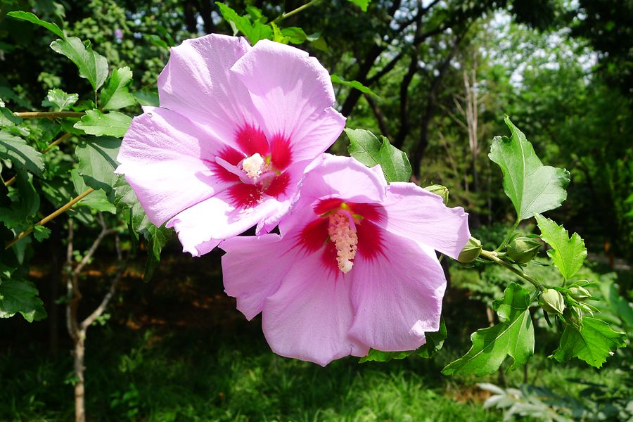 朝开暮落，转“蕣”即逝，植物里的人生况味