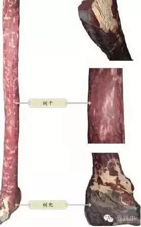 小叶紫檀原木图片,如何挑选小叶紫檀原木