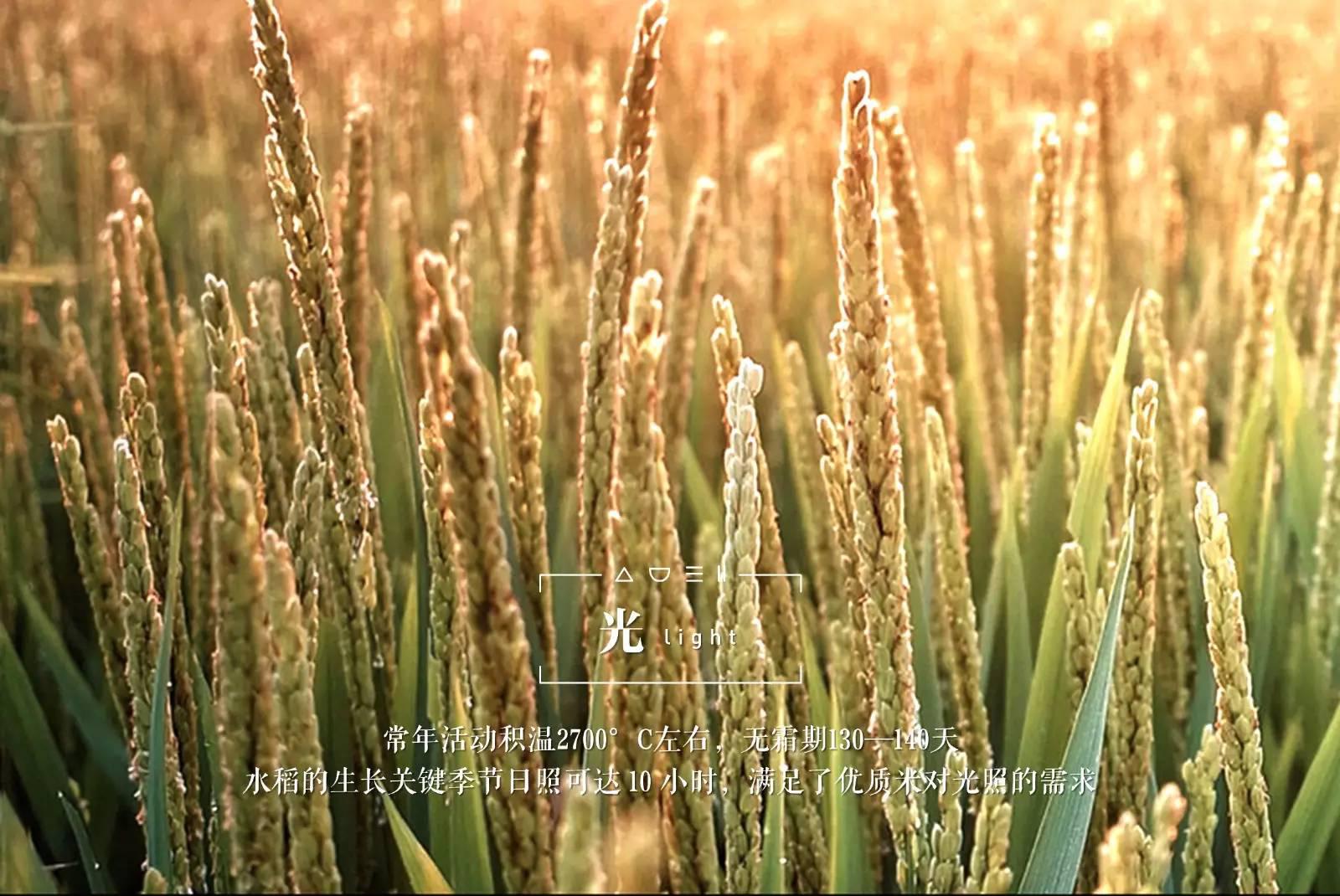 脚气病患者福利来啦！日本人为什么吃胚芽米？原因在这！