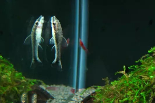 鱼缸清洁利器用什么鱼,实用鱼缸清洗工具大全图解