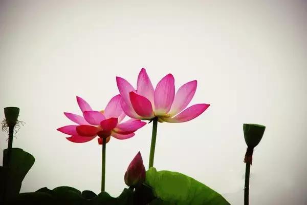 济宁微山湖荷花,济宁太白湖荷花现在开了吗