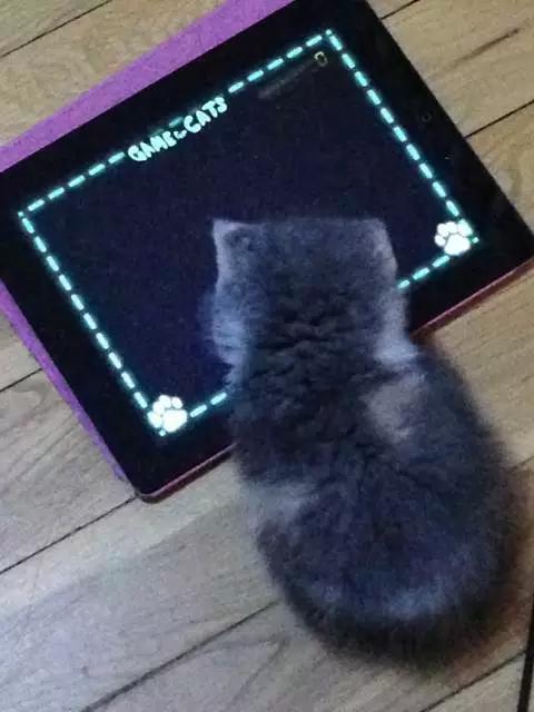 关于猫咪的9个app,喵星人铲屎官必备